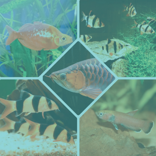5 Jenis Ikan Hias Asli Indonesia