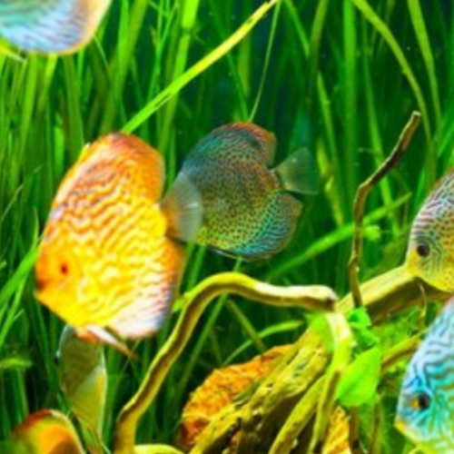  INFOMINA Cara Membuat Aquarium Ikan Hias untuk Pemula 