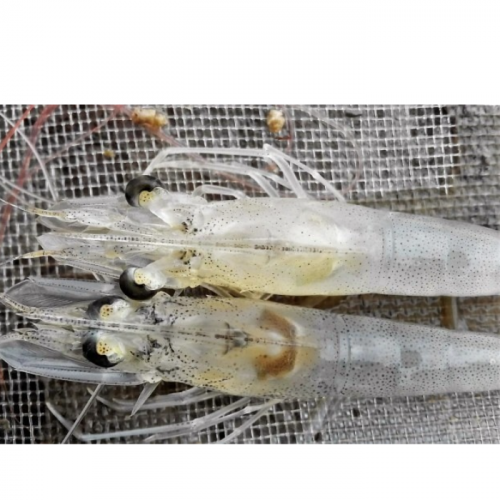 Berikut Cara Efektif Mengatasi AHPND pada Udang