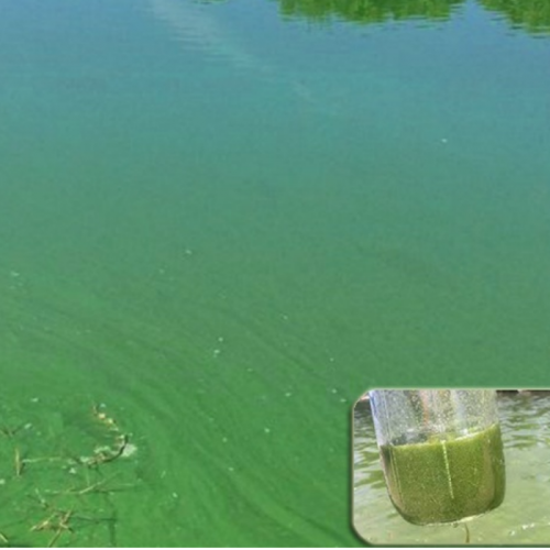 INFOMINA] Solutions to Control Blue-Green Algae in Grow-out Ponds