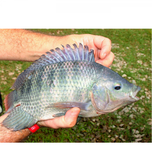 Experimental cage culture of Nile Tilapia (Oreochromis niloticus) and Red  Tilapia (Oreochromis spp.) in Sri Lanka