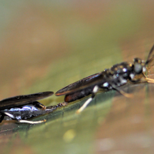 Concept of Dried black soldier fly maggots arranged on a wooden base after  being processed from live maggots Stock Photo